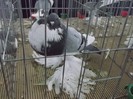 DSCF3421