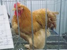 DSCF3434