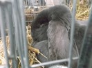 DSCF3457