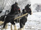 CAI GYPSY VANNER