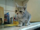 British shorthair