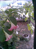 Brugmansia roz