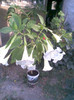 Brugmansia alba
