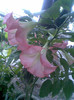 Brugmansia roz pafumata