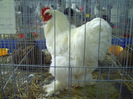 PICT0050