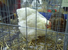 PICT0051
