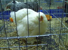 PICT0054