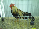 PICT0055
