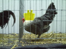 PICT0061