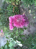 Imag115