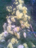 Tufanici galbene, infloresc toata  vara