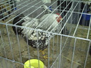 PICT0083