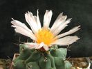 Thelocactus rinconensis subsp. rinconensis