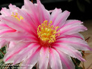 Thelocactus. conothelos subsp. conothelos