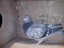 IMG_20130121_203244