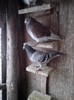 IMG_20130119_165126_01