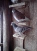 IMG_20130119_165126_02