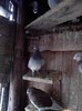 IMG_20130119_165149_02
