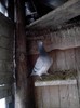 IMG_20130119_165209_01