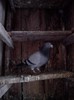 IMG_20130119_165244_00