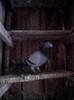 IMG_20130119_165244_01