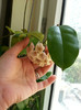 Hoya Campanulata