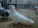 DSC09010