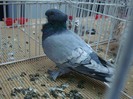 DSC09011