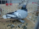 DSC09012