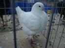 DSC09076