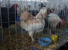 DSC08742
