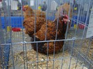 DSC08759