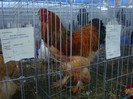 DSC08774