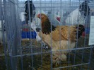 DSC08775