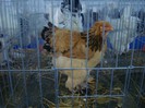 DSC08776