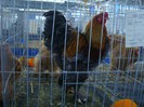 DSC08778