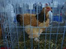 DSC08779