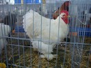 DSC08785