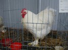 DSC08787