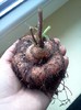 Tubercul California Gold