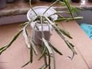 Rhipsalis