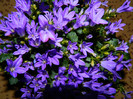 DSCN4205 ianuarie 13-17