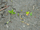 DSCN4241