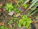 DSCN4249
