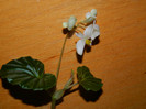 DSCN4288