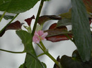 DSCN4309