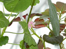 DSCN4312