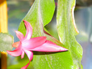 DSCN4313