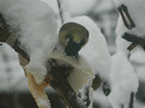 DSCN4323