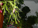 DSCN4351